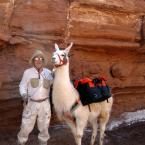 Llamas in Capitol Reef Park /     